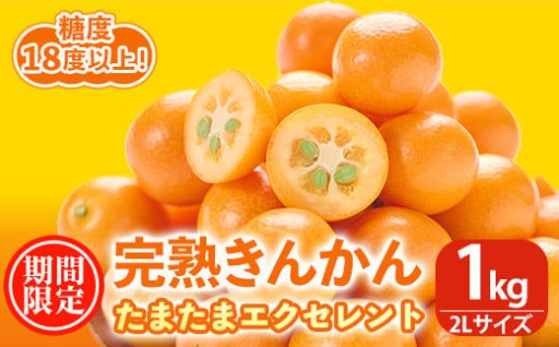 ＜先行予約受付中！2026年2月～3月中旬頃に発送＞完熟きんかん たまたまエクセレント(約1kg・2Lサイズ)