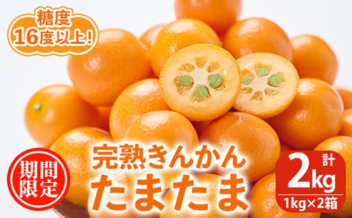 ＜先行予約受付中！2026年2月～3月中旬頃に発送＞完熟きんかん「たまたま」(約2kg・1kg×2箱)