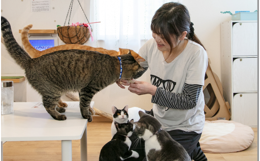 殺処分されそうだった148匹の猫を保護しました