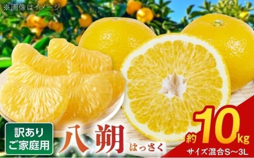 ぷりぷり食感、春まで木で熟成。はっさくの本気の甘み