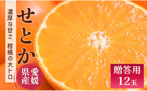 柑橘の大トロ！贈答用せとか（12玉入り）贈り物におすすめ♪