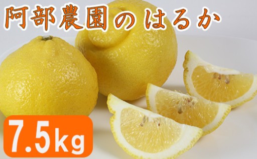 【訳あり品】阿部農園の「はるか 約7.5kg」