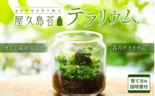 屋久島苔テラリウム