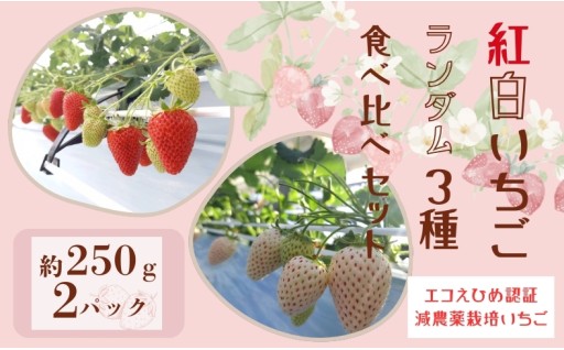 🍓紅白いちご🍓ランダム3種食べ比べセット～その時期に美味しい品種をお届け♪～