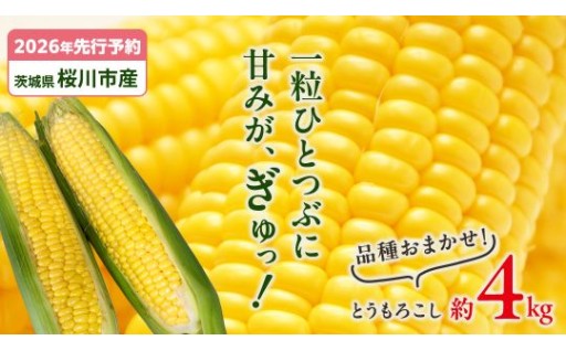 農家直送！とうもろこし 品種おまかせ 約4kg