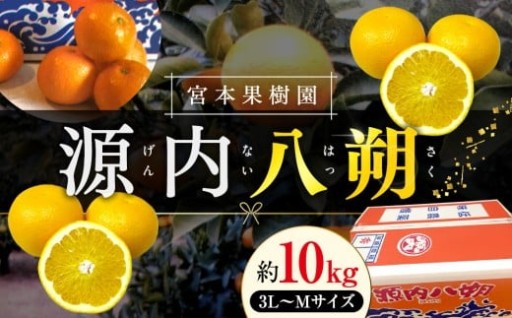 【3月中旬頃～発送】八朔 約10kg 宮本果樹園 源内八朔