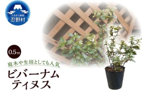 伊藤造園・ビバーナムティヌス0.5ｍ🌿