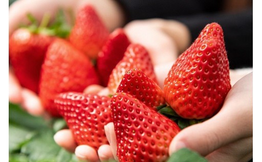 伊豆の国市いちご狩り共通券（1名様分）