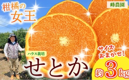 峰農園のハウスせとか 3kg （サイズおまかせ）