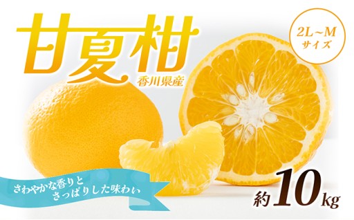 【先行予約受付中】甘夏柑 約10kg