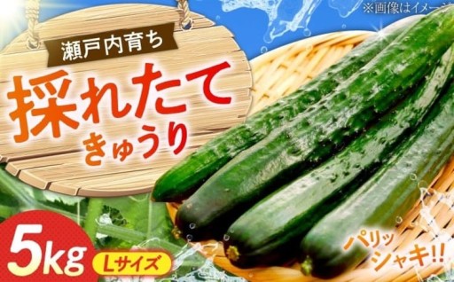パリッと新鮮！江田島産きゅうり🥒