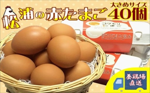 人気の返礼品❕コクもりたまごです🥚