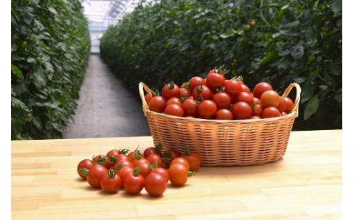 丹那高原トマト　【フルーツトマト】フルティカ（1.8Kg）