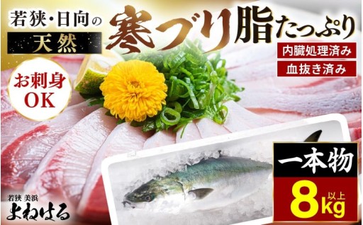 【極上】脂のり抜群！旬の天然物！一本ごとお届け！