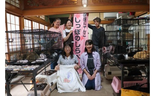 北本から猫の殺処分ゼロへ！【しっぽのしらべ】GCFに挑戦中です！