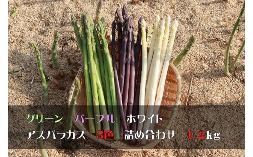 緑・白・紫　アスパラガス３色詰め合わせ　1.2kg