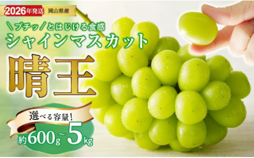 選べる内容量❗シャインマスカット「晴王」秀品🍇