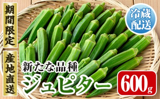 ≪先行予約受付中！2026年7月下旬～10月下旬の間に発送予定≫いずみ産 オクラ ジュピター(600g)