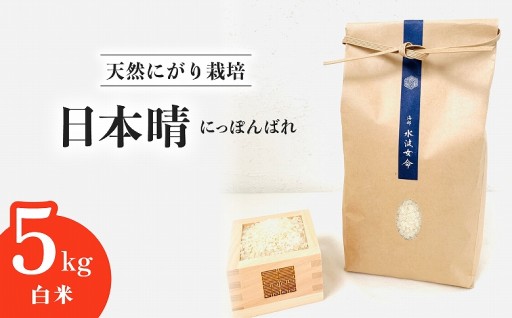 【先行予約】日本晴 白米 5kg 令和8年産
