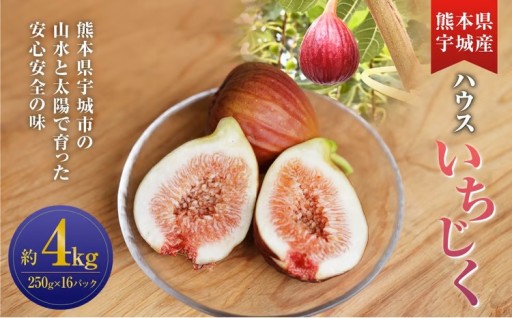 ハウスイチジク 約4kg （約250g×16パック）【2026年6月上旬発送開始】 
