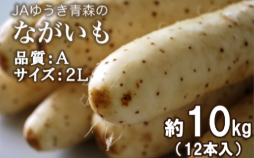 青森県特産ながいも　A2L（12本入）約10kg