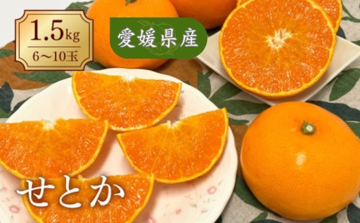 締切間近⚠️柑橘の大トロせとか☺️1.5kg（6～10玉）