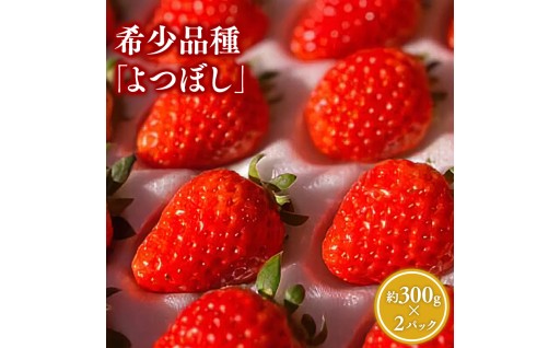 青森県産 いちご よつぼし 約300g×2パック (平詰め)