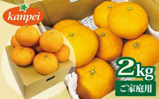 シャキシャキ食感が特徴！ご家庭用甘平（約2kg）