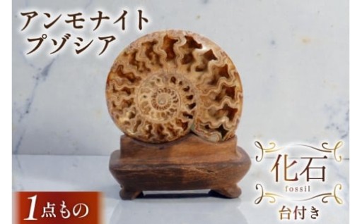 時をこえて太古のロマンへと誘う化石