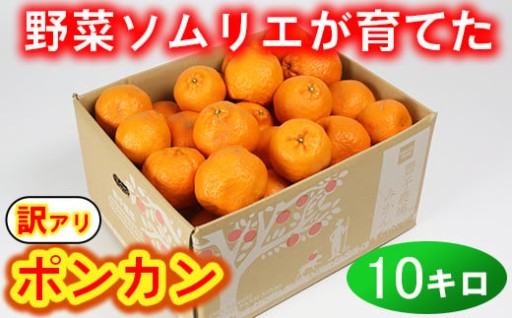 【訳あり・規格外品】ポンカン（みかん） 10kg