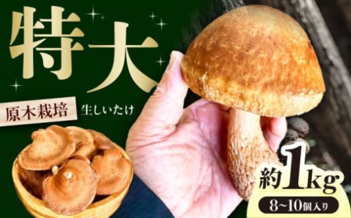 高槻の恵み、旬の肉厚しいたけをお届け🍄