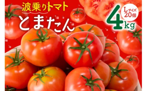 【期間限定発送】波乗り トマト とまたん