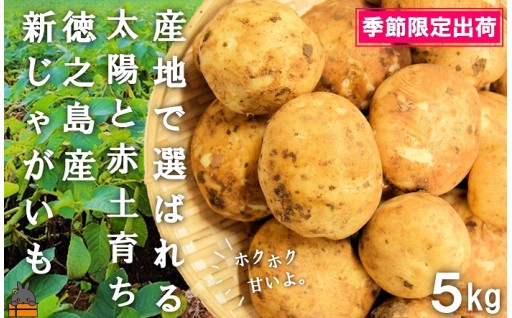 まもなく南の島の赤土育ち！新じゃがの季節です！