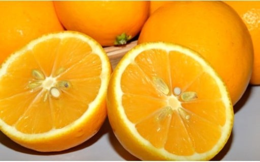 季節限定のマイヤーレモン♪