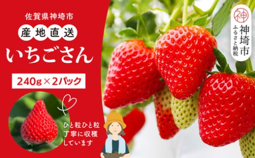 粒の大きさ、味の濃さが自慢！佐賀県産いちごさん🍓