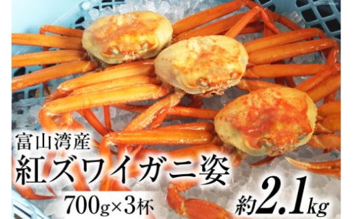 富山湾産 紅 ズワイガニ