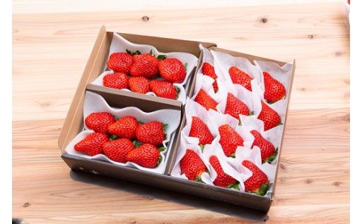 【数量限定】いちごギフト　紅ほっぺベリーズセット