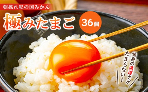 紀の国みかん極みたまご36個 卵 たまご 玉子 タマゴ 鶏卵 卵かけご飯