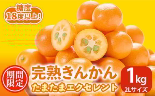 ＜先行予約受付中！2026年2月～3月中旬頃に発送＞完熟きんかん たまたまエクセレント(約1kg・2Lサイズ)