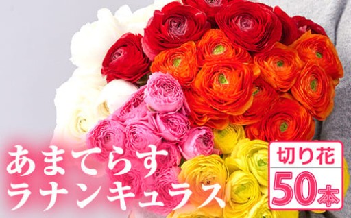 ＜先行予約受付中！2026年1月下旬～3月上旬頃に発送＞あまてらすラナンキュラス (50本)