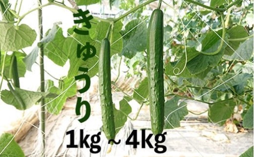 収穫当日発送！シャキシャキきゅうりセット🥒
