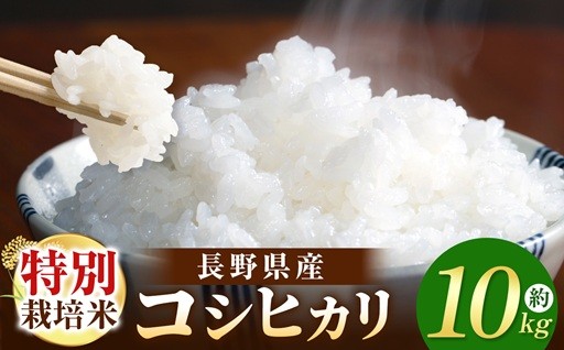 令和7年産　木島平産 特別栽培米コシヒカリ 約10kg