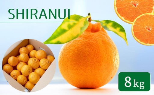 熊本県産 不知火（特選） 8kg 