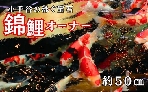 世界中で絶大な人気！錦鯉発祥の地・おぢやの「錦鯉オーナー権」