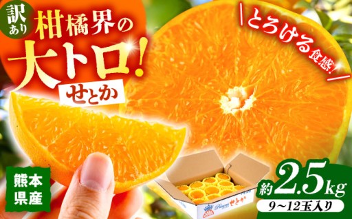 【2026年2月下旬から発送】【訳あり】せとか みかん 家庭用 約2.5kg【小春農園】