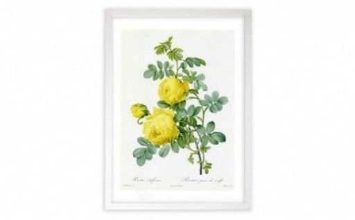 【ジクレー版画】ルドゥーテのバラ  Sサイズ