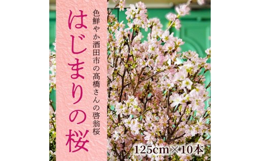 美しい啓翁桜で春を先取りしませんか🌸