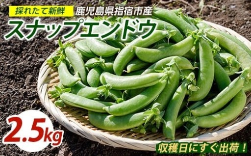 ＼朝採れ直送でシャキッと甘い！／鹿児島・山川育ちのスナップエンドウ2.5kg🌱【無農薬に近い栽培】