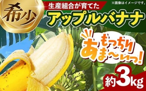 【NEW】熱帯果樹生産組合のアップルバナナ 約3kg