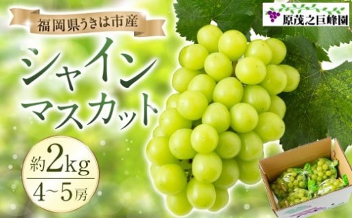 【先行予約】 原茂之巨峰園 シャインマスカット 4房から5房 （約2kg）